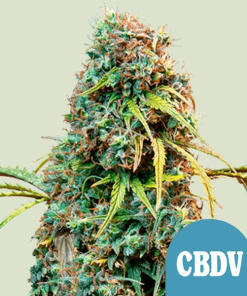royal cbdv automatic