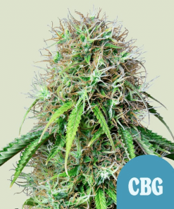 royal cbg automatic