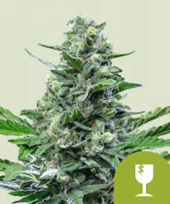royal critical automatic