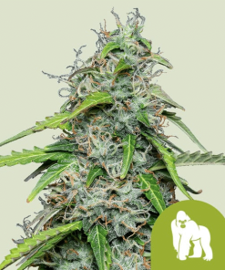 royal gorilla automatic