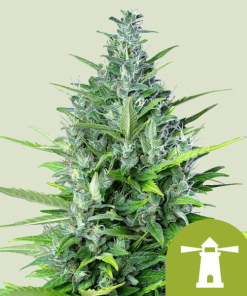 royal haze automatic