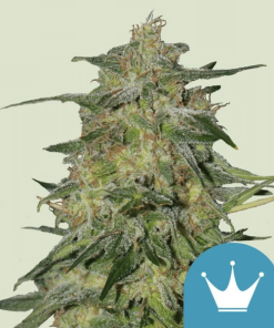 royal highness