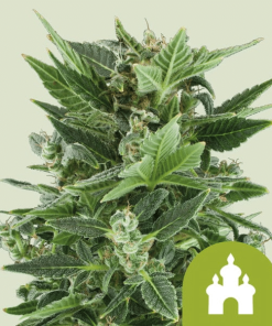 royal kush automatic
