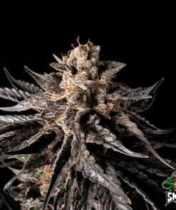 runtz candy auto