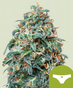 sherbet queen automatic