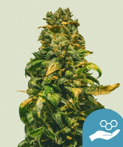 solomatic cbd