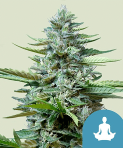 stress killer automatic cbd