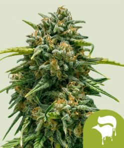 sweet skunk automatic