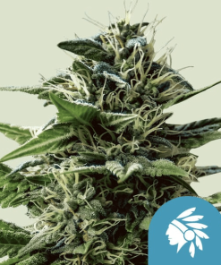 tatanka pure cbd