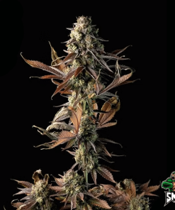 water sherbet