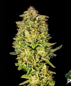 water sherbet auto