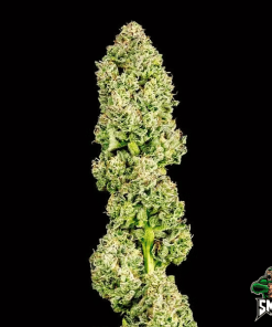 water sherbet auto2