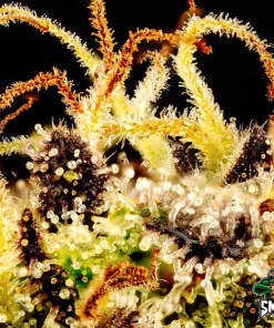 water sherbet auto3