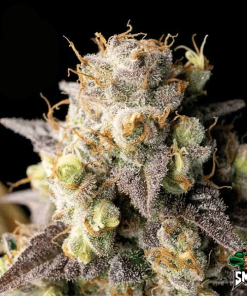 water sherbet2