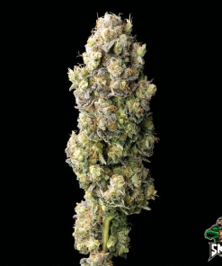 water sherbet3