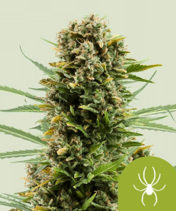 white widow automatic