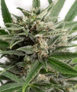 Hindu Kush Auto - Autofiorenti Femminizzati