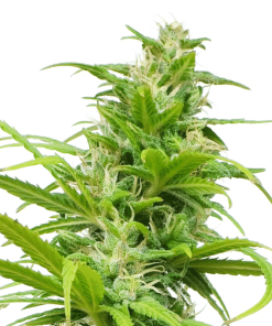 Afghan Kush - Femminizzati Stagionali