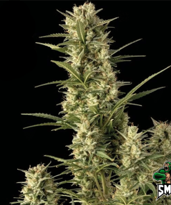banana candy auto