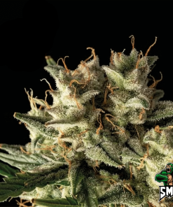 banana candy auto2