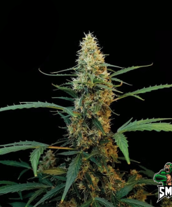 banana candy auto3
