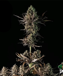 blue dream auto