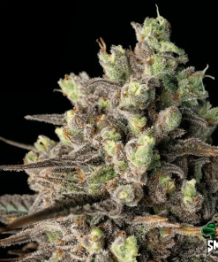 blue dream auto2