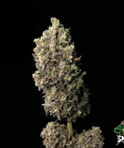 blue dream auto3