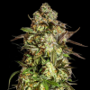 blue dream autofiorenti seedsline