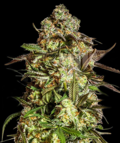 blue dream autofiorenti seedsline