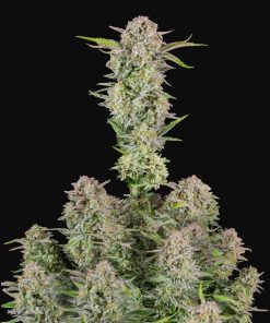 Bruce Banner Auto - Autofiorenti Femminizzati