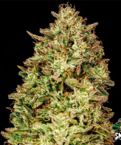 bruce berry auto