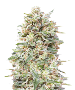 Californian Kush Auto - Autofiorenti Femminizzati