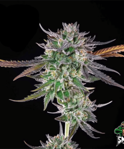 gelato auto