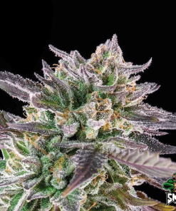 gelato auto2