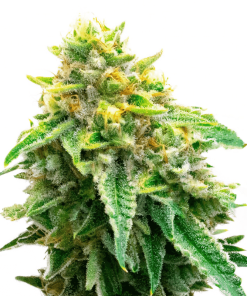 Chocolope XXL Auto - Autofiorenti Femminizzati