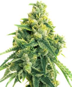 Lemon Haze Auto - Autofiorenti Femminizzati