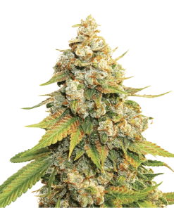 Lemon Haze - Femminizzati Stagionali