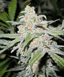 Lemon Skunk - Femminizzati Stagionali