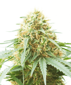 Northern Light x Big Bud - Femminizzati Stagionali