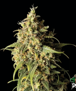 nyc diesel