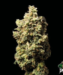 nyc diesel2