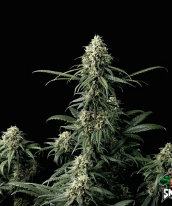 nyc diesel3