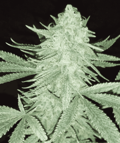 Pakistan Kush - Femminizzati Stagionali