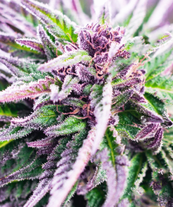 Purple Kush Auto - Autofiorenti Femminizzati