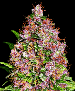 Purple Kush - Femminizzati Stagionali