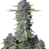 purple punch auto