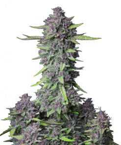 purple punch auto