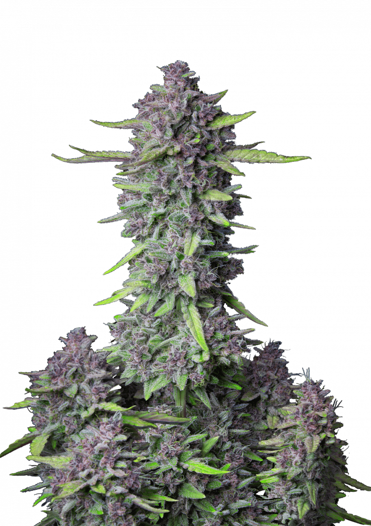 purple punch auto