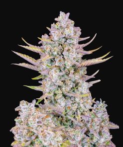 Purple Punch Auto - Autofiorenti Femminizzati